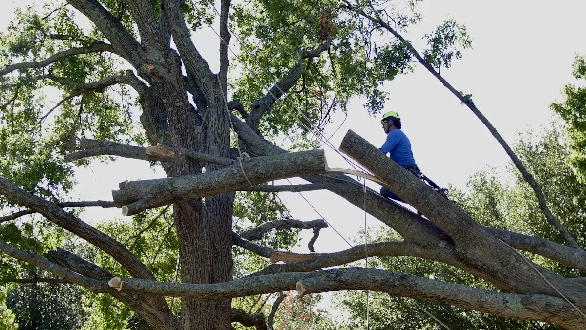 Professional Hazardous Tree Removal performed by certified arborists in El Dorado