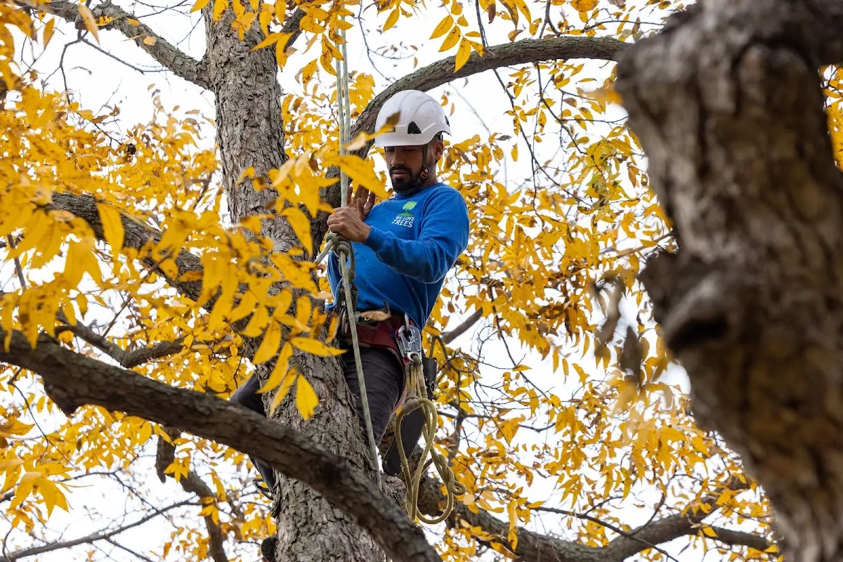 Skilled Tree Transplanting crew working in El Dorado